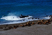 Killer whales {Orcinus orca} hunting sealions {Otaria flavescens} along coast of Valdez, Argentina, South America