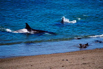 Killer whales {Orcinus orca} hunting sealions {Otaria flavescens} along coast of Valdez, Argentina, South America