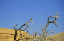 Arabian babbler {Turdoides squamiceps} sentinel bird on lookout for predators, Israel