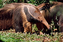 Giant anteater searching for ants + termites {Myrmecophaga tridactyla} Brazil
