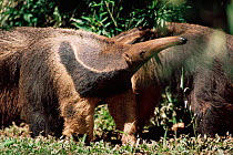 Giant anteater sniffing {Myrmecophaga tridactyla} Brazil