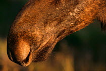 Moose male close-up of nose and nostrils {Alces alces} Lycksele Zoo, Sweden.