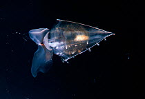 Sea butterfly mollusc {Clio sp} Atlantic ocean. Deepsea species