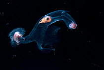 Deep sea heteropod mollusc {Pterotrachea sp} Atlantic ocean