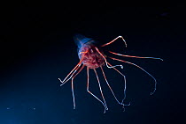 Deep sea jellyfish {Periphylla sp} Atlantic ocean