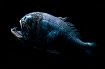 Fangtooth deep sea fish, Atlantic ocean