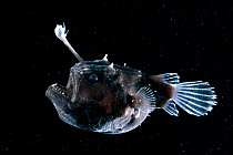 Deep sea Anglerfish {Himantolophus sp} female with lure projecting from head to attract prey, Atlantic ocean. Anglerfish have small poorly developed eyes but detect movement and prey through a well de...