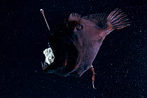 Deep sea Anglerfish female with parasitic male attached to belly - stomach visible through mouth due to pressure change at surface where photographed. Male is x10 smaller than female and lives permane...
