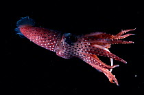 Mesopelagic squid {Histioteuthis sp} Atlantic ocean