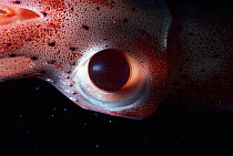 Eye of mesopelagic squid {Histioteuthis sp} Atlantic ocean