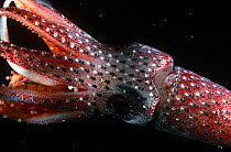 Mesopelagic squid (Histioteuthis sp) Atlantic ocean