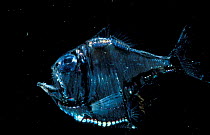 Deep sea Hatchet fish {Sternoptychidae} Atlantic ocean