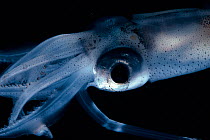 Eye of deep sea squid {Pyroteuthis sp} Atlantic ocean