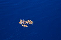 Sargassum weed floating in open ocean provides a home for many creatures, Atlantic ocean