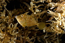 Trigger fish living amongst Sargassum weed {Sargassum sp} Atlantic ocean