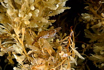 Shrimp camouflaged amongst Sargassum weed {Sargassum sp} Atlantic ocean