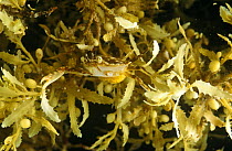 Swimming crab amongst Sargassum weed {Sargassum sp} Atlantic ocean