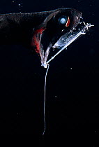 Deep sea fish {Aristostomias sp} with lure, Atlantic Ocean