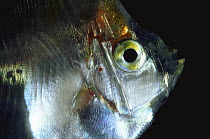 Close-up of larval Boar fish {Antigonia sp} Atlantic, Meso-pelagic, occurs 300-500m upper continental shelf