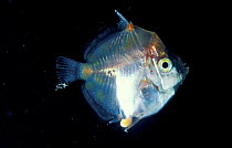 Larval Boar fish {Antigonia sp} Atlantic, Meso-pelagic, occurs 300-500m upper continental shelf