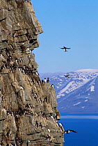 Brunnich's guillemot nesting colony on cliffs {Uria lomvia} Svalbard, Norway
