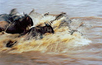 Common zebras {Equus quagga} swimming through Mara Mara River with Wildebeest. Kenya