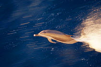 Racing Pantropical spotted dolphin {Stenella attenuata} Gulf of Mexico, Atlantic Ocean