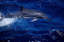 Pantropical spinner dolphin {Stenella longirostris longirostris} porpoising, Gulf of Mexico, Atlantic Ocean