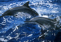 Two Pantropical spinner dolphins (Stenella longirostris longirostris) porposing, Gulf of Mexico, Atlantic
