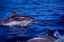 Atlantic spotted dolphin offshore form {Stenella frontalis sp} ocurs off Azores, Canary Iles and continental shelf break of Eastern-USA