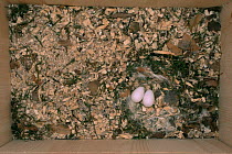 Common swift eggs {Apus apus} in nestbox with remains of Cotton grass plant {Eriophorum gracile} Sweden.