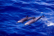 Pantropical spotted dolphins porpoising {Stenella attenuata} Gulf of Mexico, Atlantic
