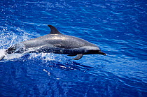Pantropical spotted dolphin {Stenella attenuata} Gulf of Mexico Atlantic
