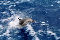 Pantropical spotted dolphin in motion {Stenella attenuata} Gulf of Mexico, Atlantic Ocean