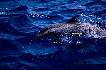 Atlantic spotted dolphin {Stenella frontalis} Gulf of Mexico, Atlantic Ocean