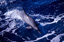 Atlantic spotted dolphin porpoising {Stenella frontalis} Gulf of Mexico, Atlantic-Ocean