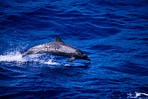 Atlantic spotted dolphin porpoising profile {Stenella frontalis} Gulf of Mexico, Atlantic-Ocean