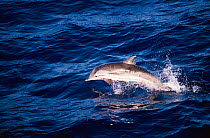 Striped dolphin jumping above surface {Stenella coeruleoalba} Gulf of Mexico, Atlantic Ocean