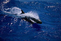 False killer whale {Pseudorca crassidens} Gulf of Mexico, Atlantic Ocean