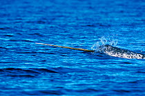 Narwhal male {Monodon monoceros} Canadian arctic