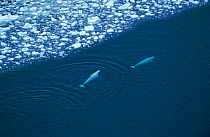 Aerial view of two Beluga / White whale {Delphinapterus leucas} swimming near ede of ice, Canadian arctic