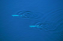 Aerial view of two Beluga / White whale {Delphinapterus leucas} swimming at surface leaving ripples on calm sea surface, Canadian arctic