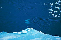 Aerial view of Beluga / White whale {Delphinapterus leucas} group swimming near ice edge, Canadian arctic