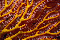 Knotty gorgonian coral {Melithaea sp}  Palau Is, Micronesia