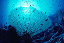 Giant seafan coral {Subergorgia hicksoni} and Anthias fish on reef, Red Sea