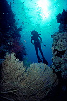 Diver with Gaint seafan coral {Subergorgia hicksoni}  Red Sea Model released.
