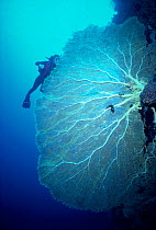 Giant seafan coral and diver {Subergorgia mollis} on reef Palau Is, Micronesia Model released.