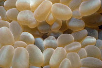 Pearl bubble coral polyps {Physogyra lichtensteini} Red Sea