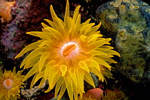 Cup coral polyps {Tubastraea sp} feeding at night Red Sea