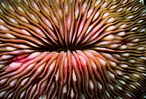 Mushroom coral {Fungia fungites} Red Sea